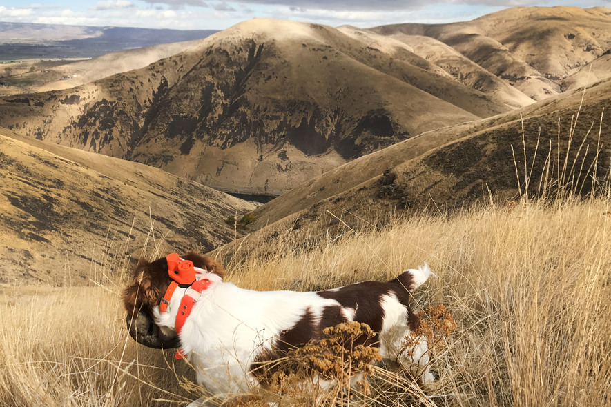 membership on private land for upland bird hunting