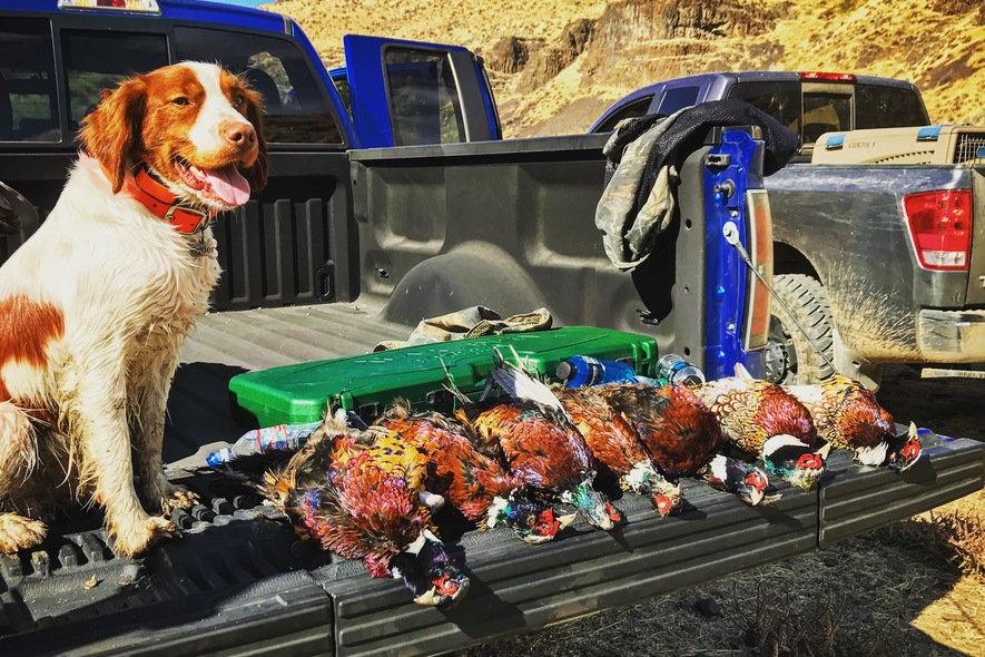 rider on tailgate after pheasant hunt